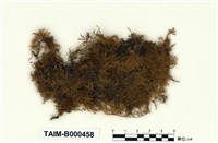 藏品(大羽苔)的圖片